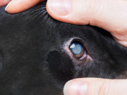 Hereditary cataract Hereditary cataract